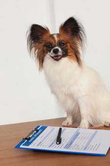 犬と書類 保険,契約,ペット保険の写真素材