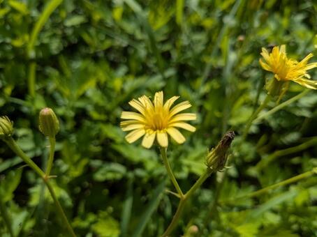 ヤクシソウ ヤクシソウ,花,可憐の写真素材