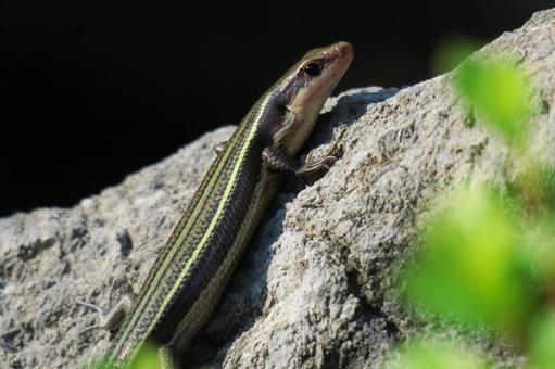 カナヘビの写真