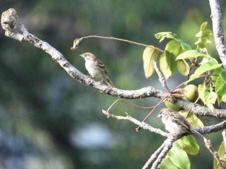 枝につかまるスズメ 枝につかまるスズメ 鳥,野鳥,スズメの写真素材