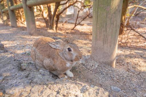 Okuno Rabbit, JPG Okuno Rabbit, JPG