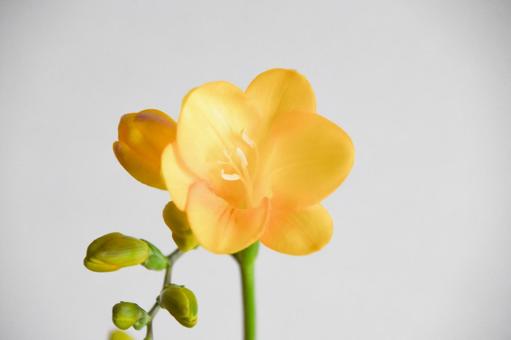 フリージアの写真