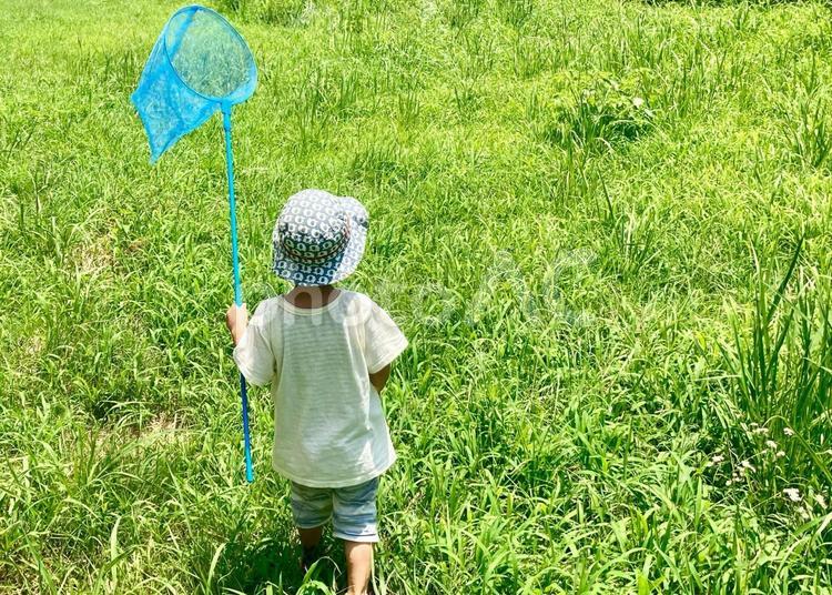 草原で虫取りする子供・虫取り網で昆虫採集 虫取り,子供,昆虫採集の写真素材