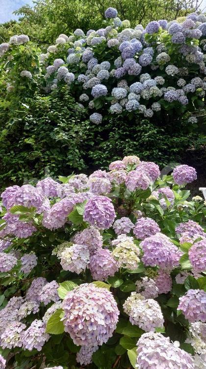 三重県志摩市大慈寺の満開の紫陽花 紫陽花,満開,梅雨の写真素材