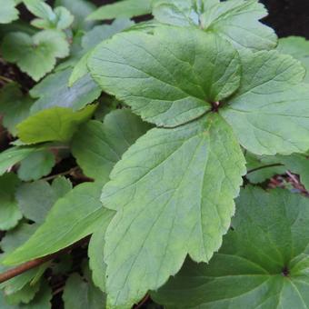 シュウメイギク（秋明菊） シュウメイギク,秋明菊,花の写真素材