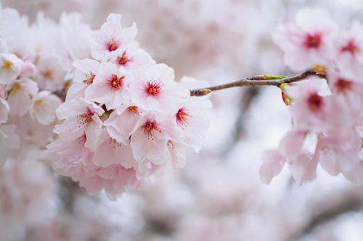 Cherry blossoms in full bloom, JPG