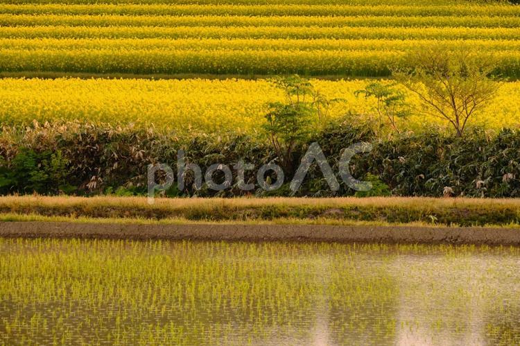 菜の花と水田 風景,景色,自然の写真素材