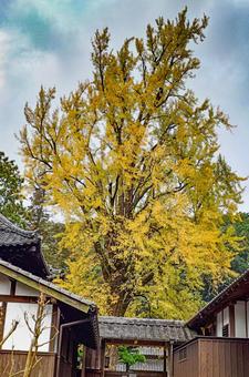 天祐寺の大イチョウ 大イチョウ,紅葉,木の写真素材