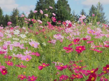 カラフルなコスモス畑と秋の青空の写真