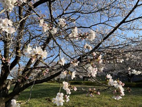 桜27 桜27の写真