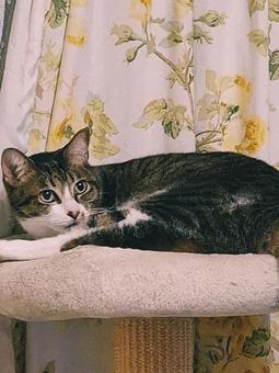 猫 いつもの事か 猫 いつもの事かの写真