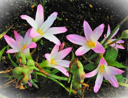 ピンクの花 ピンクの花 緑,花,風景の写真素材