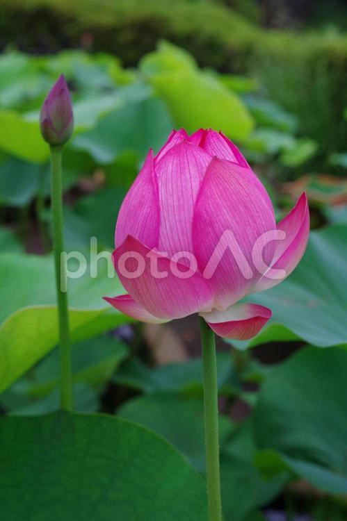 蓮の花と蕾のある風景 ハス,花,植物の写真素材