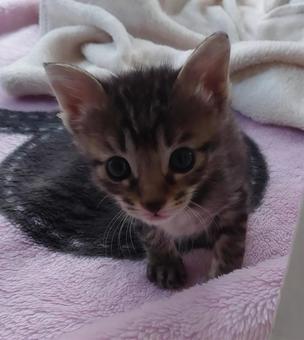 な~に~(寄ってくる子) な~に~(寄ってくる子) ねこ,ペット,リラックスの写真素材