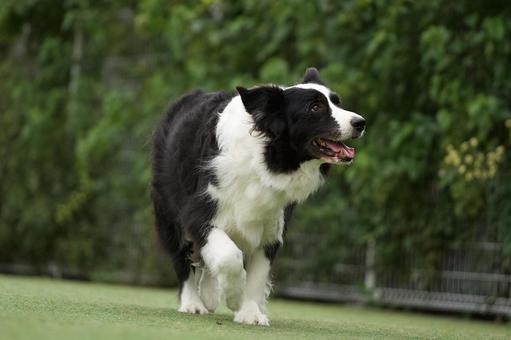 ボーダーコリーのポートレート 犬,ボーダーコリー,ペットの写真素材