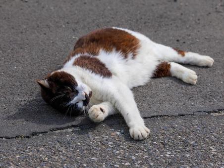 He is a very playful stray cat., JPG He is a very playful stray cat., JPG
