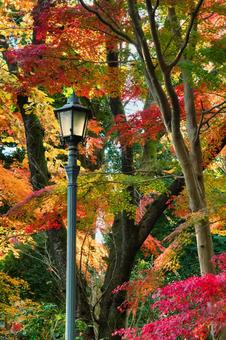 紅葉と街灯 電灯,紅葉,もみじの写真素材