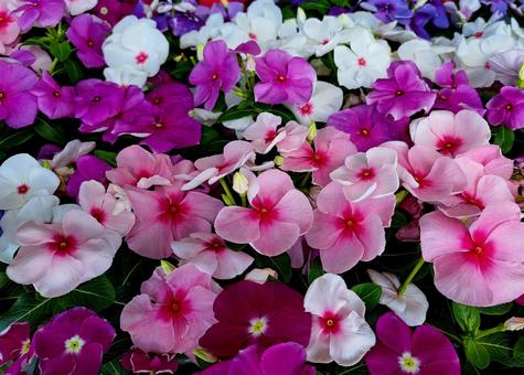 満開の日々草の花 満開の日々草の花 日々草,日日草,草花の写真素材