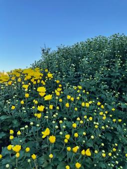 Photo, autumn, chrysanthemum, zaru chrysanthemum, 