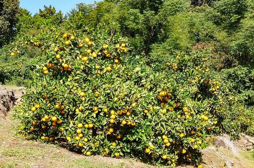温州みかん ミカン,蜜柑,露地栽培の写真素材