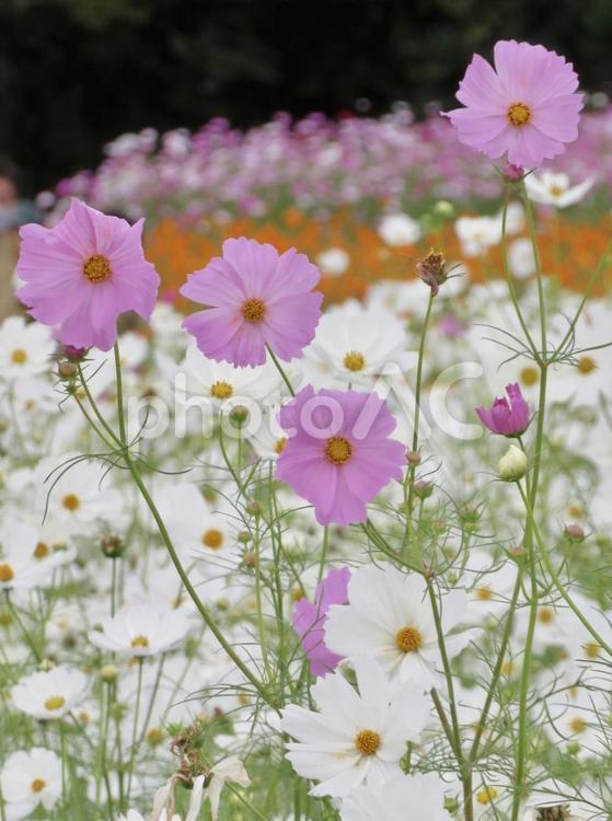 コスモス コスモス,秋桜,花の写真素材