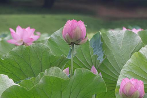 八坂公園の蓮池 八坂公園の蓮池の写真