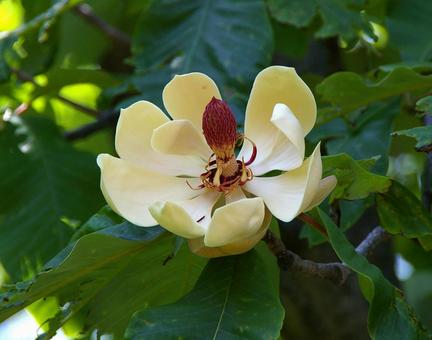 ホオノキ ホオノキ ホオノキ,ホウノキ,朴の木の写真素材