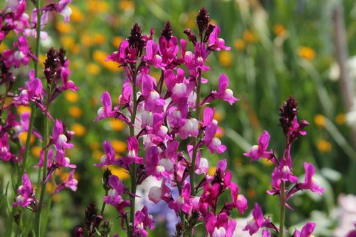 Photo, linaria, blooming landscape, a flower, 