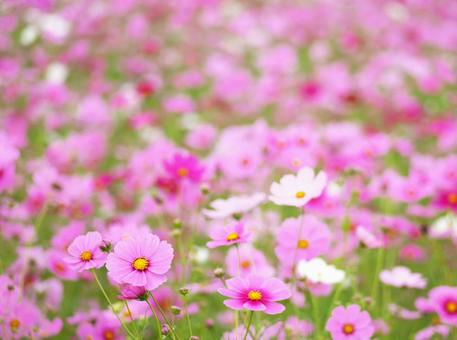 Cosmos field in full bloom (Autumn flower field), JPG