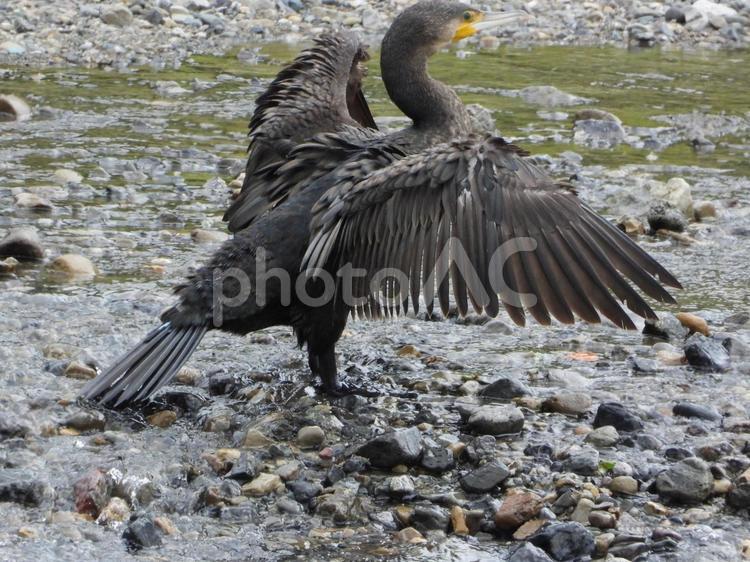 羽を乾かす川鵜 鳥,野鳥,川鵜の写真素材