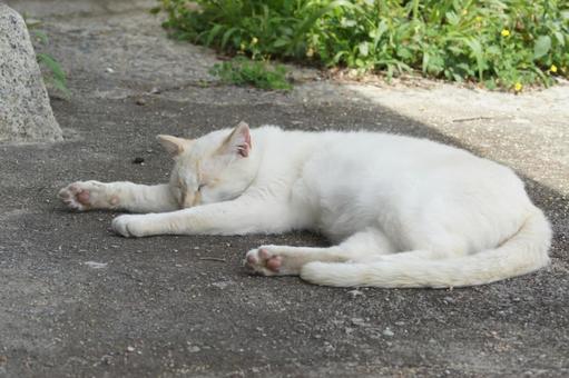 ねこ 箱座り,飼い猫,家猫の写真素材