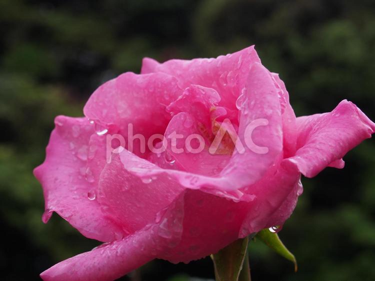 雨あがりの薔薇 雨,薔薇,雨あがりの写真素材