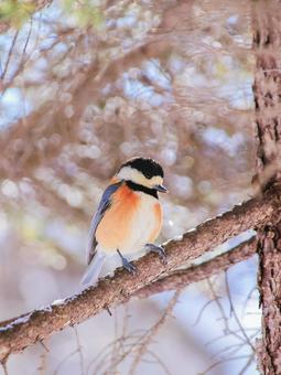 ヤマガラ ヤマガラの写真