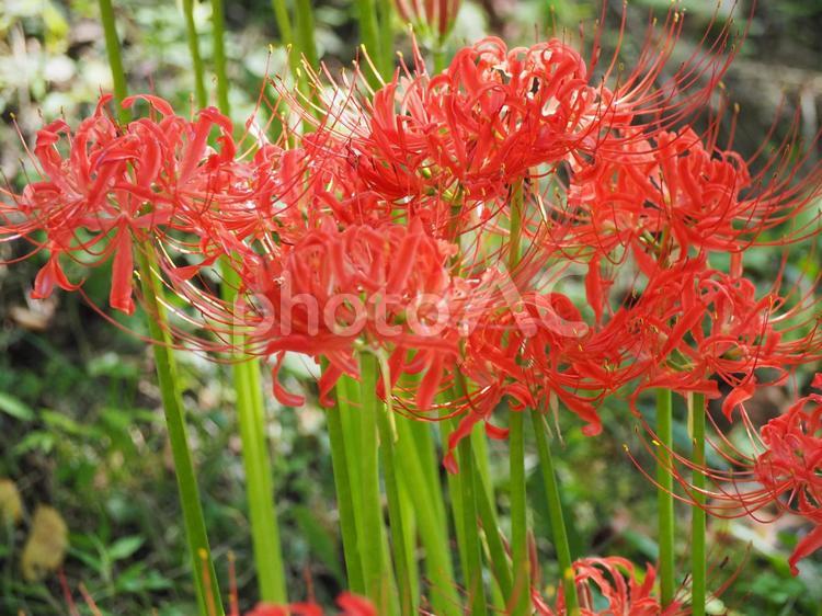 山形県天童市舞鶴山の彼岸花 彼岸花,ヒガンバナ,天童市の写真素材