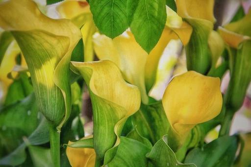 黄い花(カラー) 黄い花(カラー)の写真