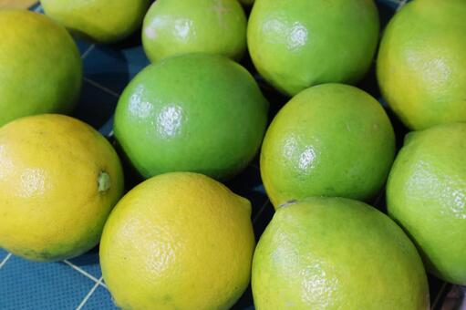 マイヤーレモン マイヤーレモン,レモン,国産の写真素材