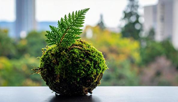 苔玉 苔玉の写真