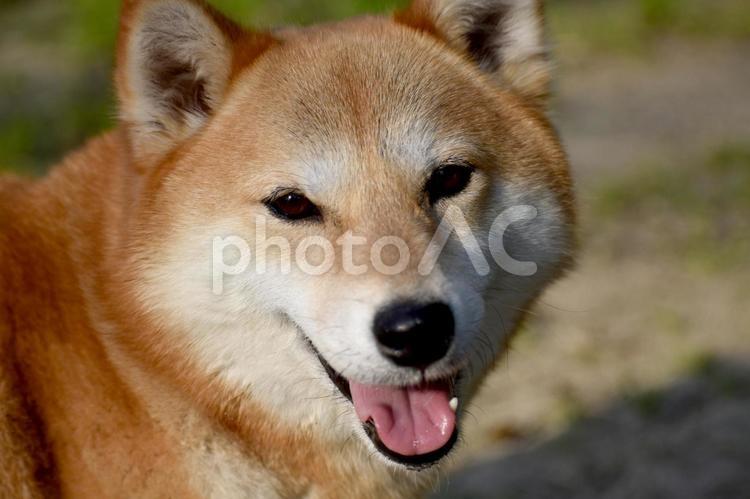 柴犬・笑顔・カメラ目線 柴犬,柴,犬の写真素材