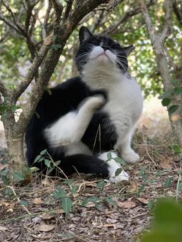 野良猫 野良猫 猫,ねこ,catの写真素材