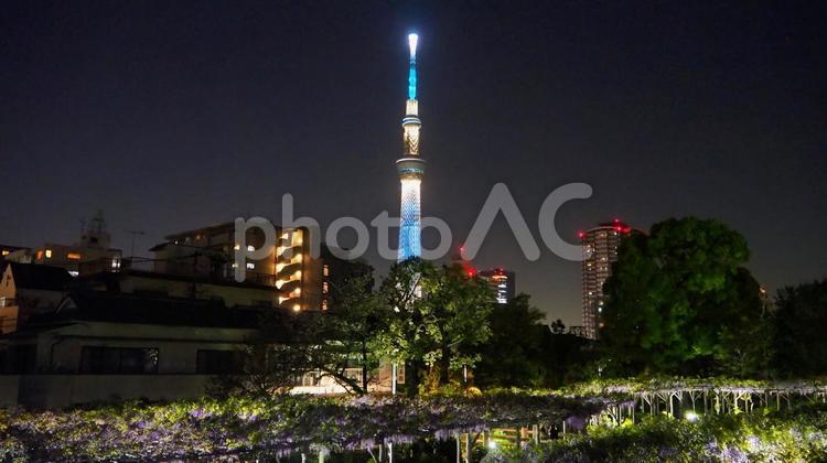 亀戸天神・藤の花＆スカイツリー（江東区） 春,藤の花,藤棚の写真素材