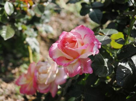 バラ園にて綺麗な薔薇を撮影した写真 バラ園にて綺麗な薔薇を撮影した写真 花,薔薇,花びらの写真素材