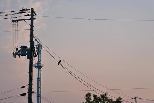 夕暮れ時のカラス 夕暮れ時のカラス カラス,烏,鳥の写真素材