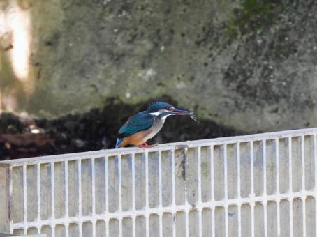 排水口にとまるカワセミ2 排水口にとまるカワセミ2 カワセミ,鳥,鳥類の写真素材