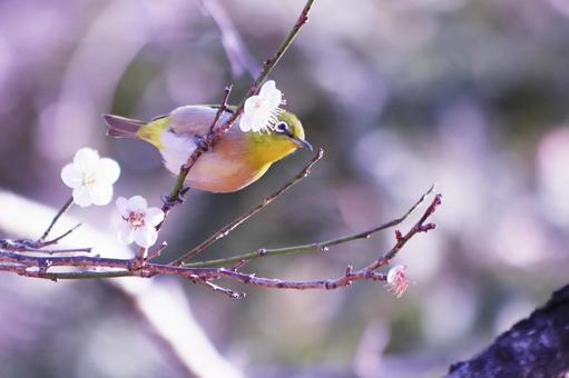 梅の枝にとまる可愛いメジロ 梅の枝にとまる可愛いメジロ 鳥,メジロ,花の写真素材