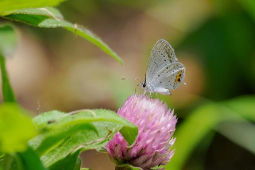 Photo, butterfly, short-tailed blue, insect, 
