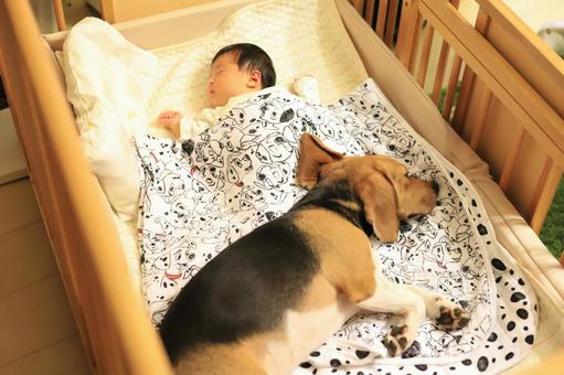 ベビーベッドで寝る赤ちゃんとビーグル犬 ベビーベッドで寝る赤ちゃんとビーグル犬 赤ちゃん,子供,犬の写真素材