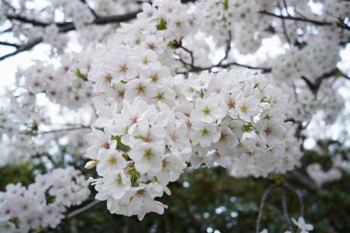 桜 桜の写真