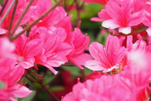 ツツジの花 ツツジの花の写真