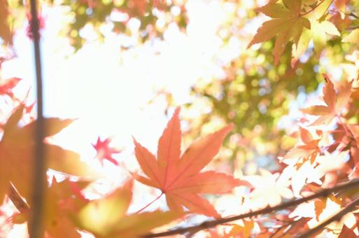 もみじ もみじの写真