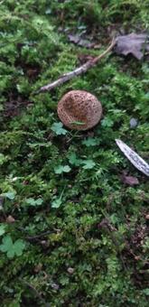 mushroom, JPG